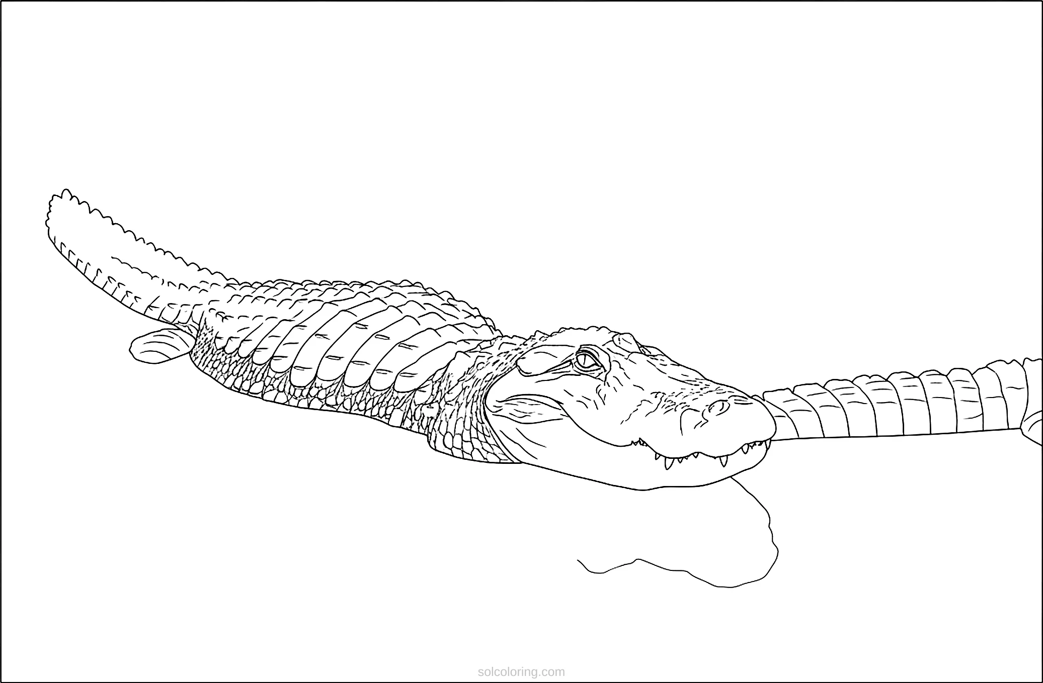 Alligator coloring page for kids