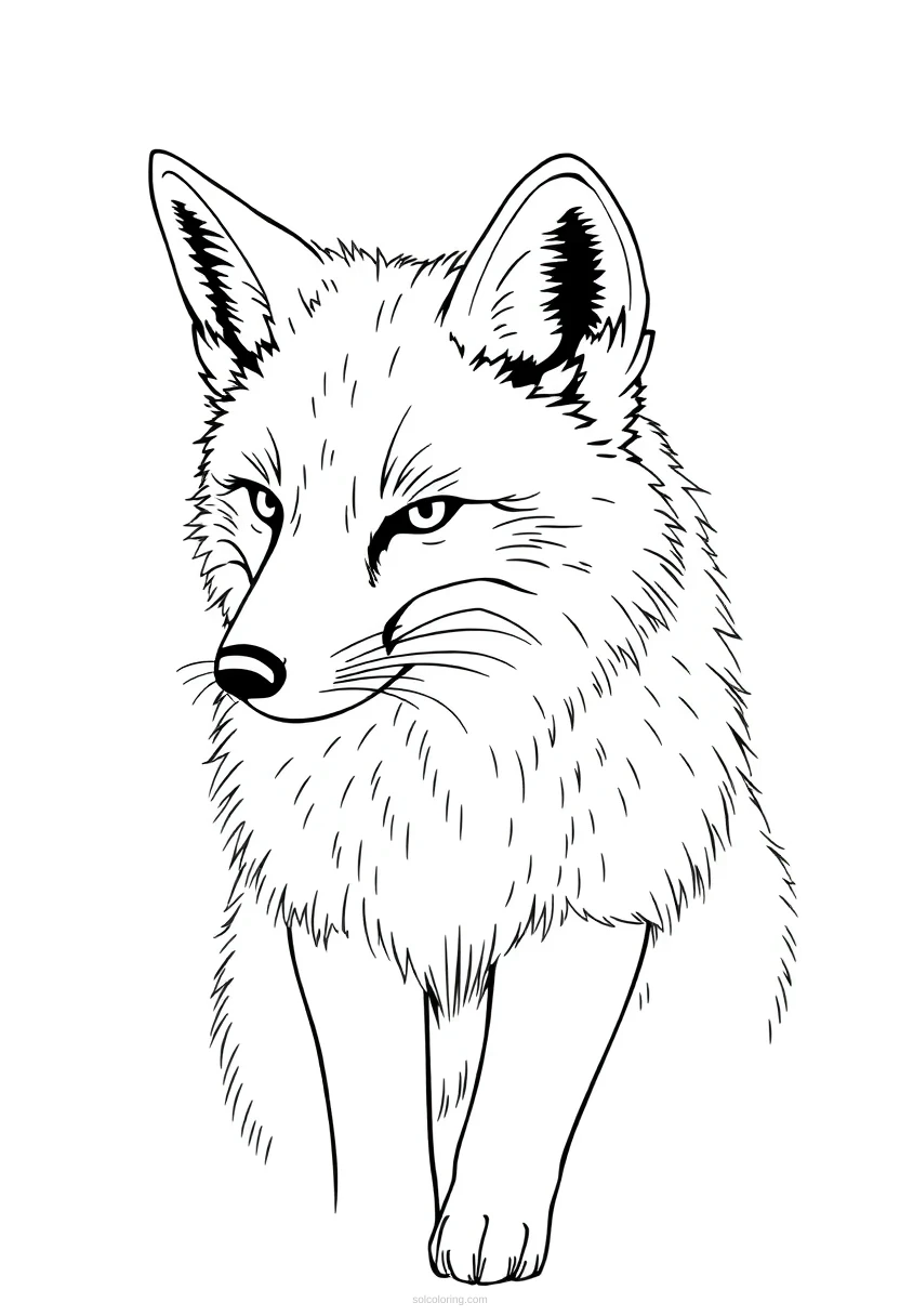 Arctic Fox coloring page for kids