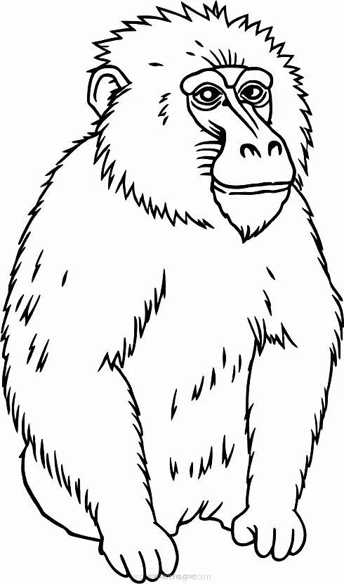 Baboon coloring page for kids