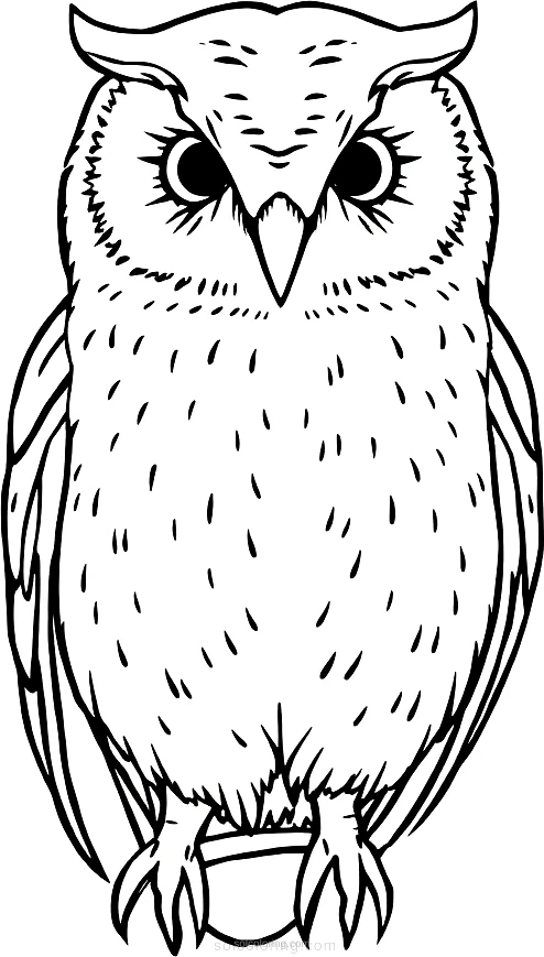 Barn Owl coloring page for kids
