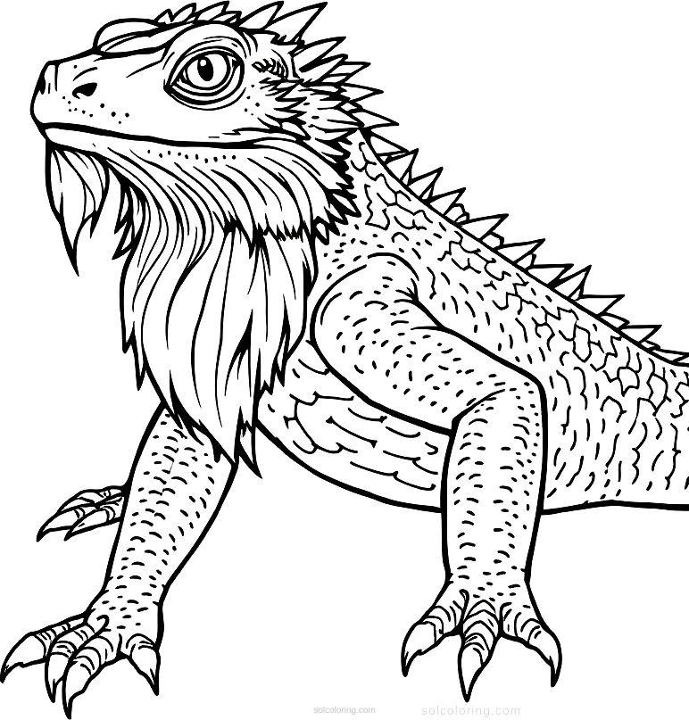 Bearded Dragon coloring page for kids