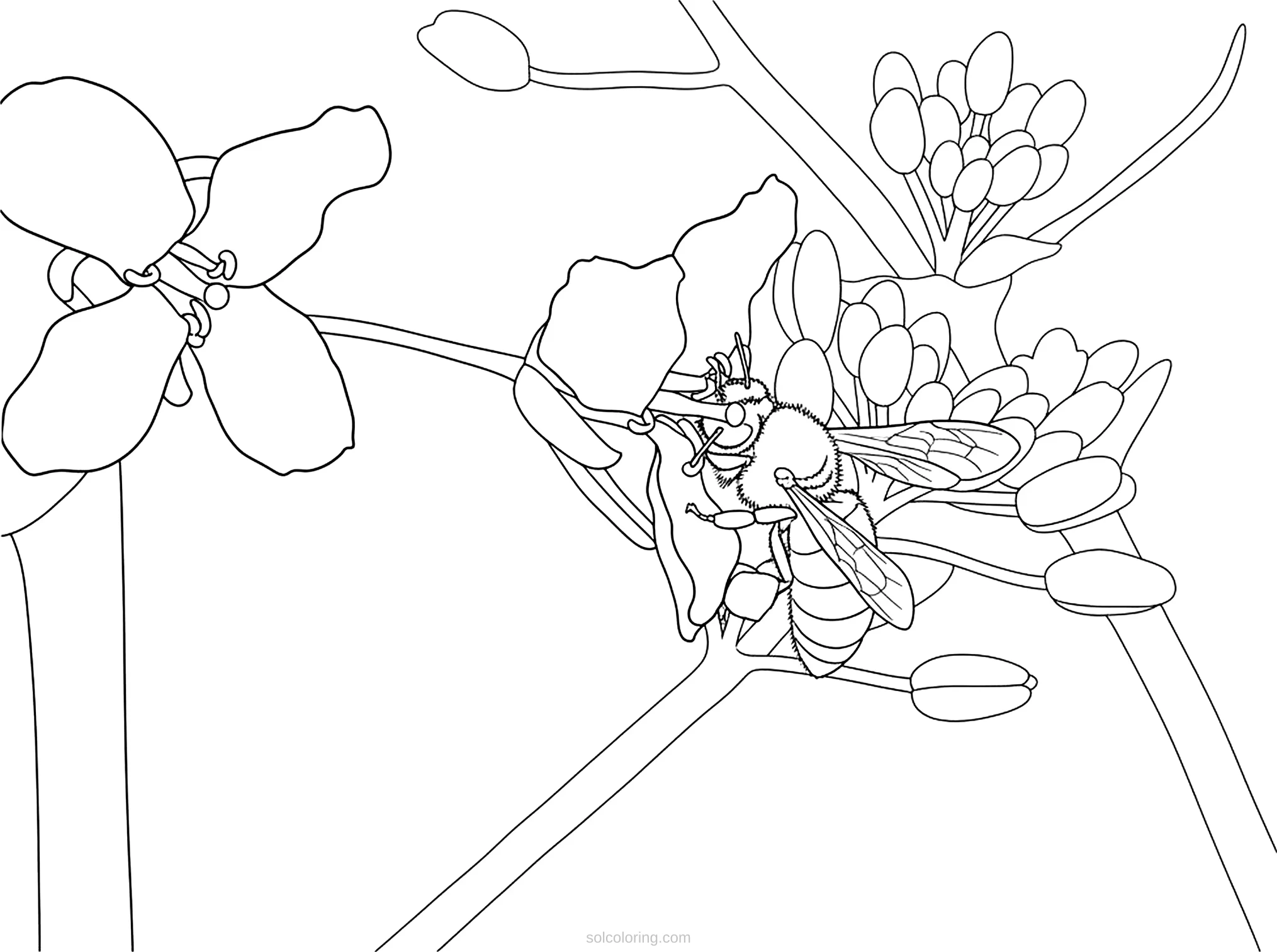 Bee coloring page for kids
