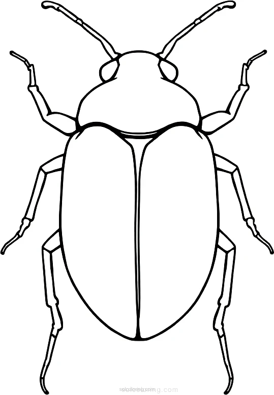 Beetle coloring page for kids