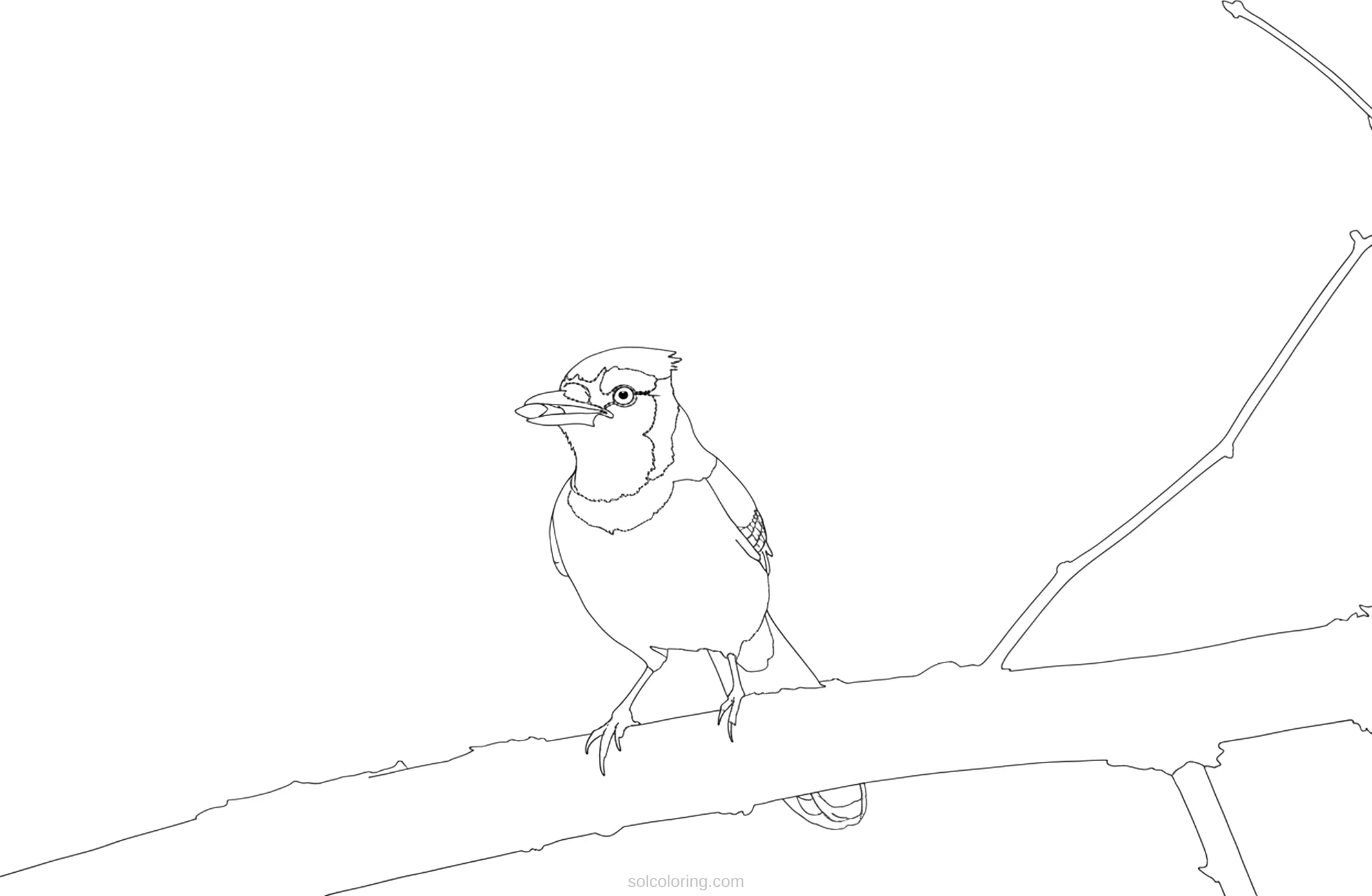 Blue Jay coloring page for kids