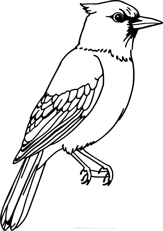 Blue Jay coloring page for kids