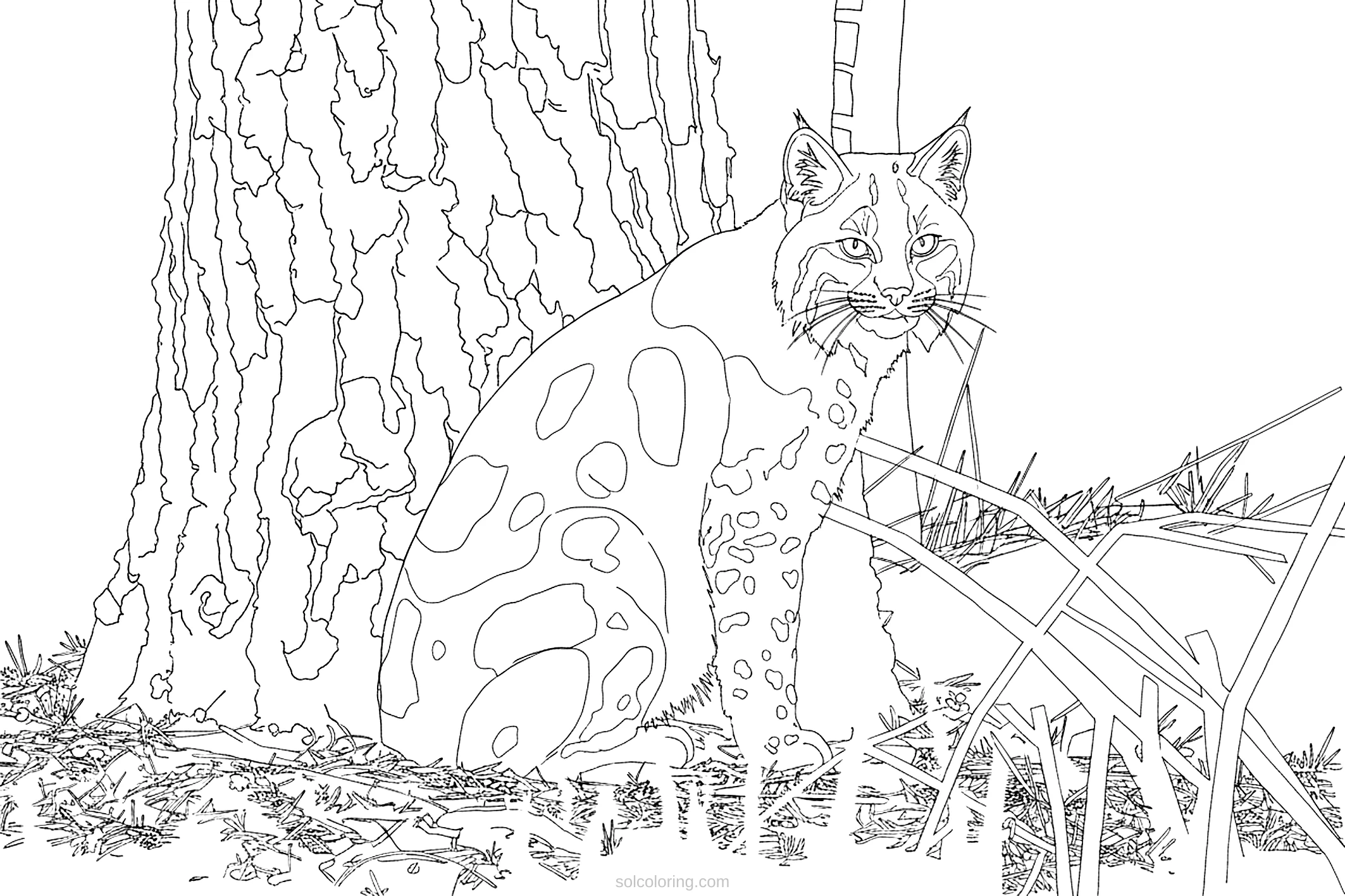 Bobcat coloring page for kids