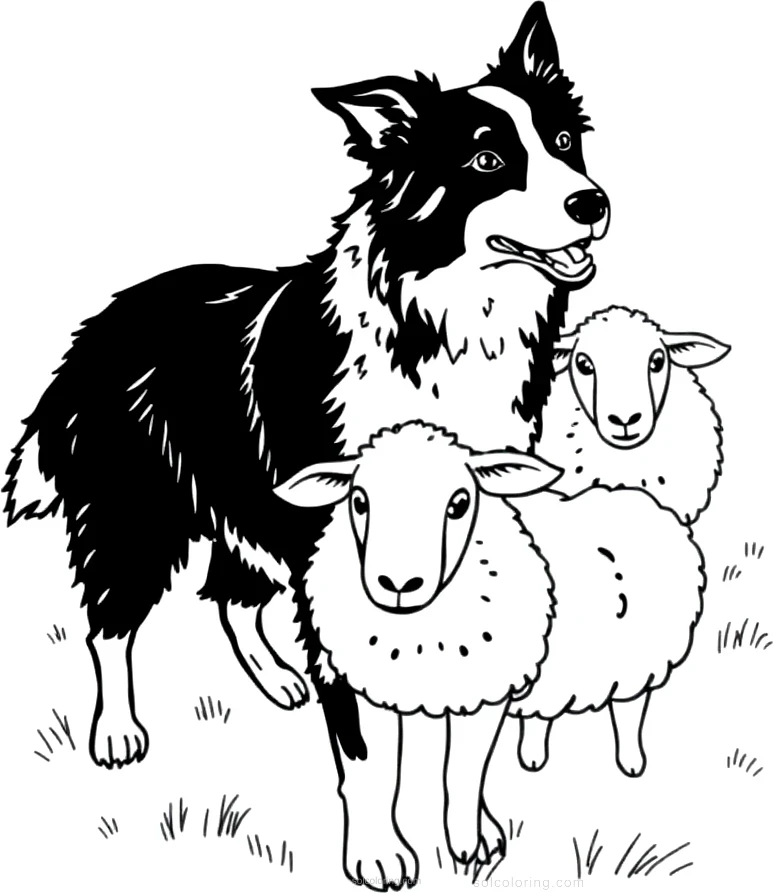 Border Collie Herding Sheep coloring page for kids