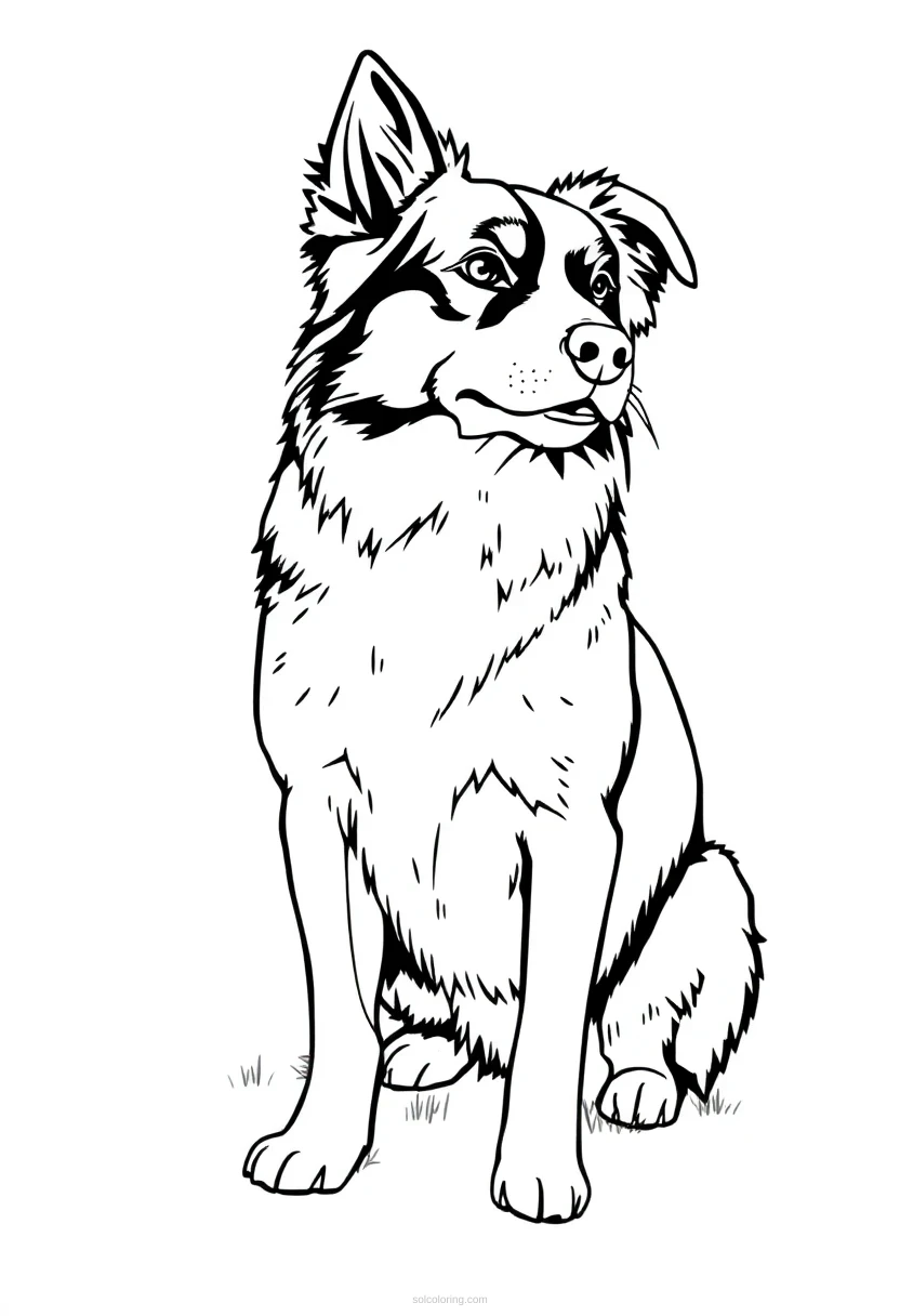 Border Collie Sheepdog coloring page for kids