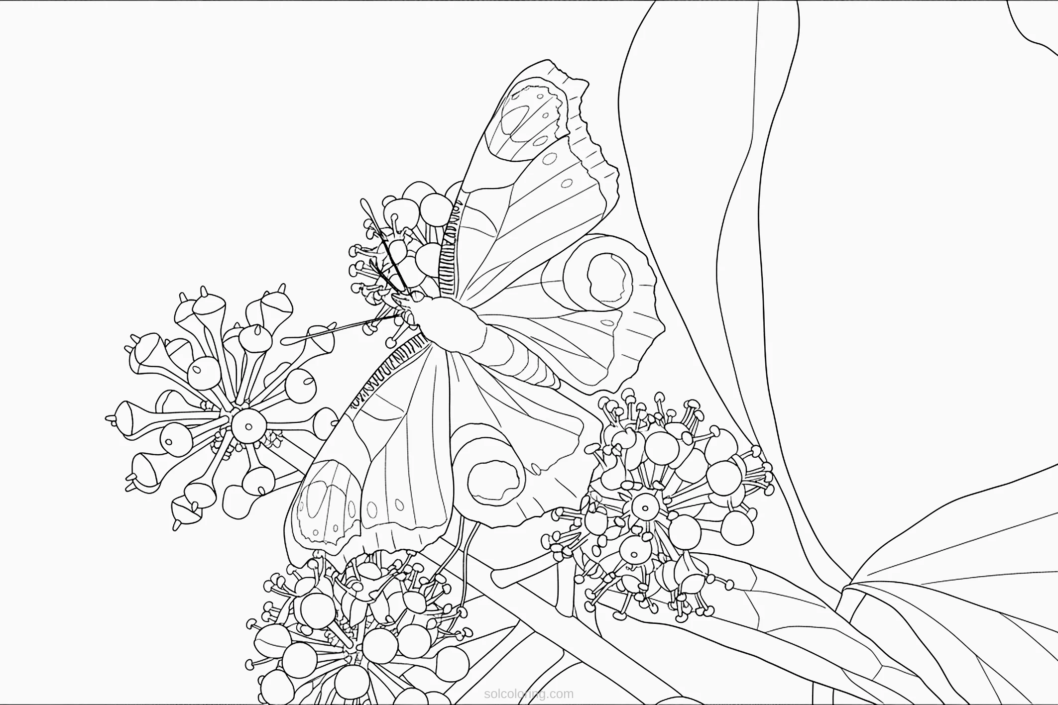 Butterfly coloring page for kids