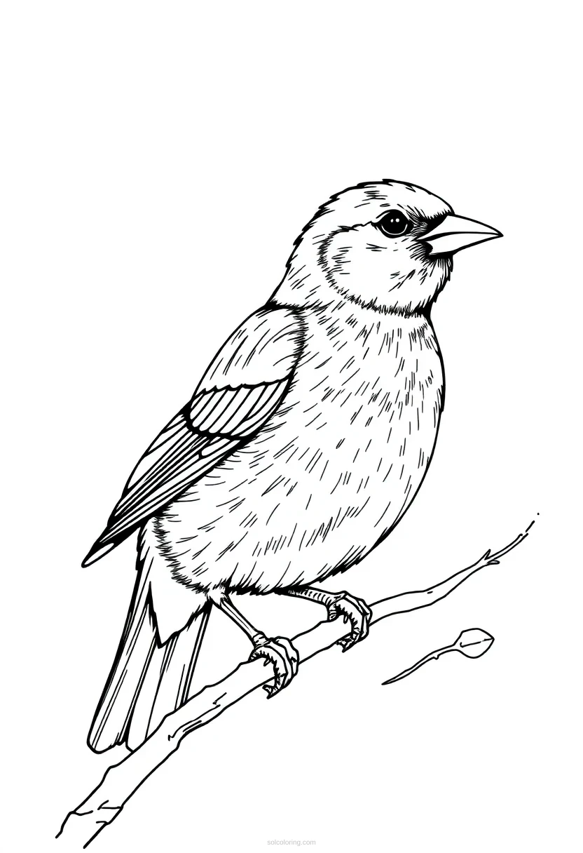 Canary coloring page for kids