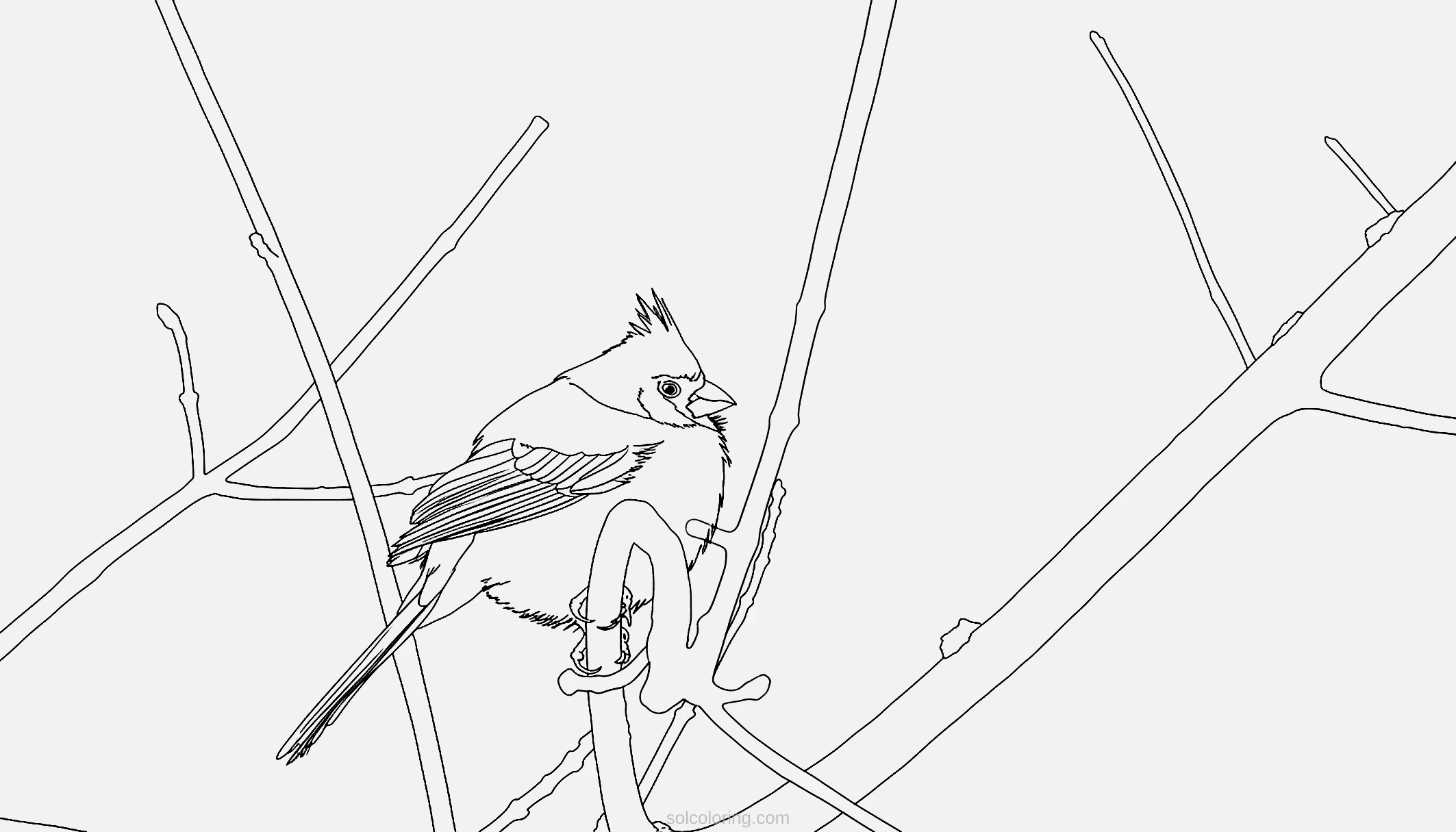 Cardinal coloring page for kids