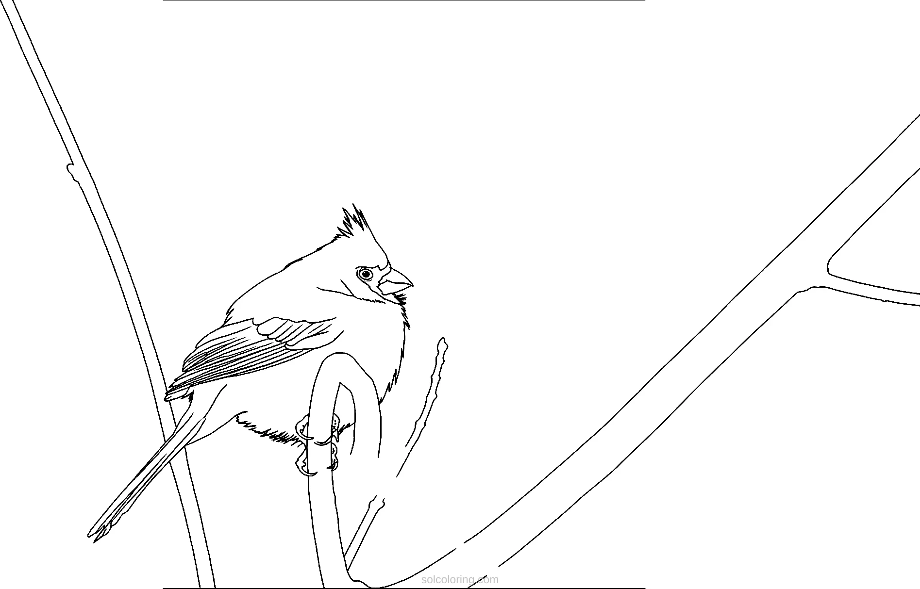 Cardinal coloring page for kids