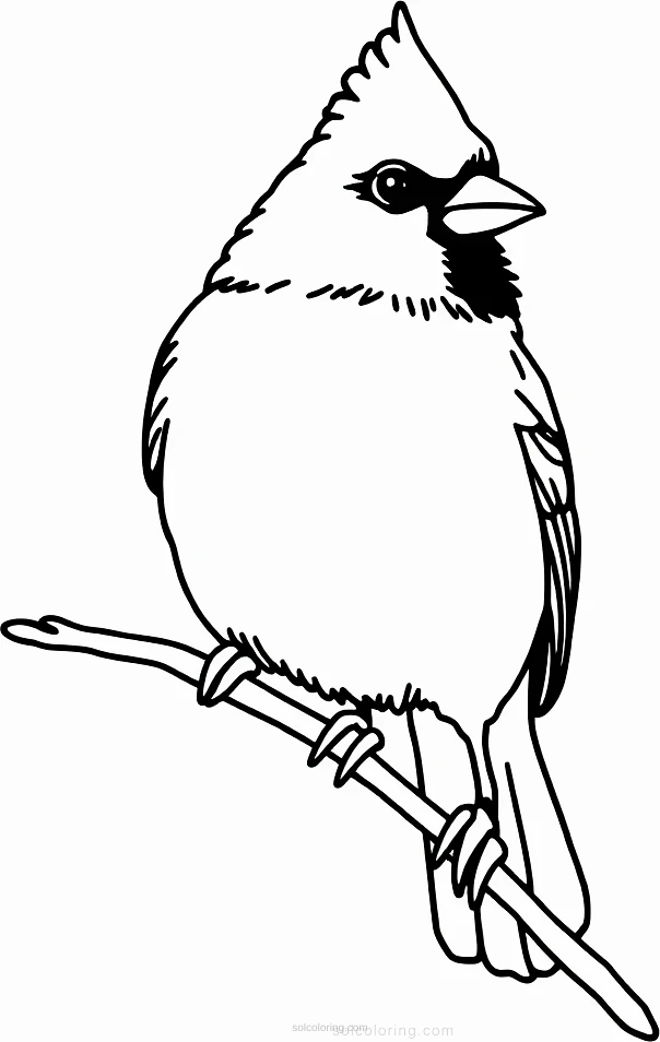 Cardinal coloring page for kids