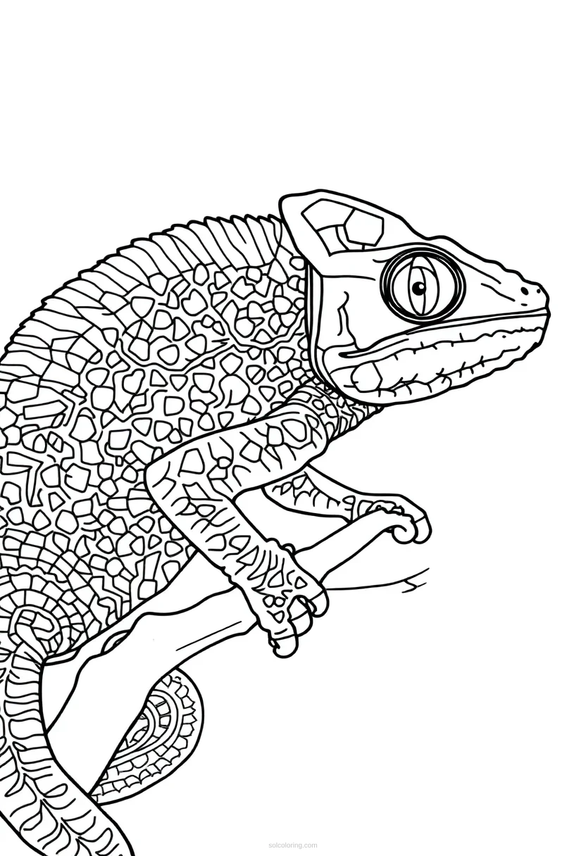 Chameleon coloring page for kids
