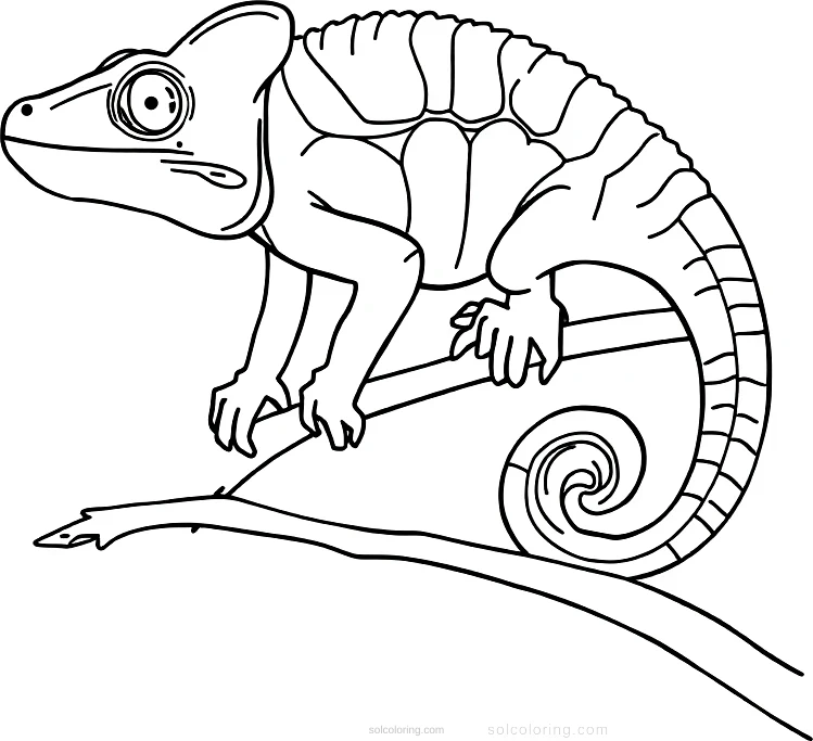 Chameleon coloring page for kids