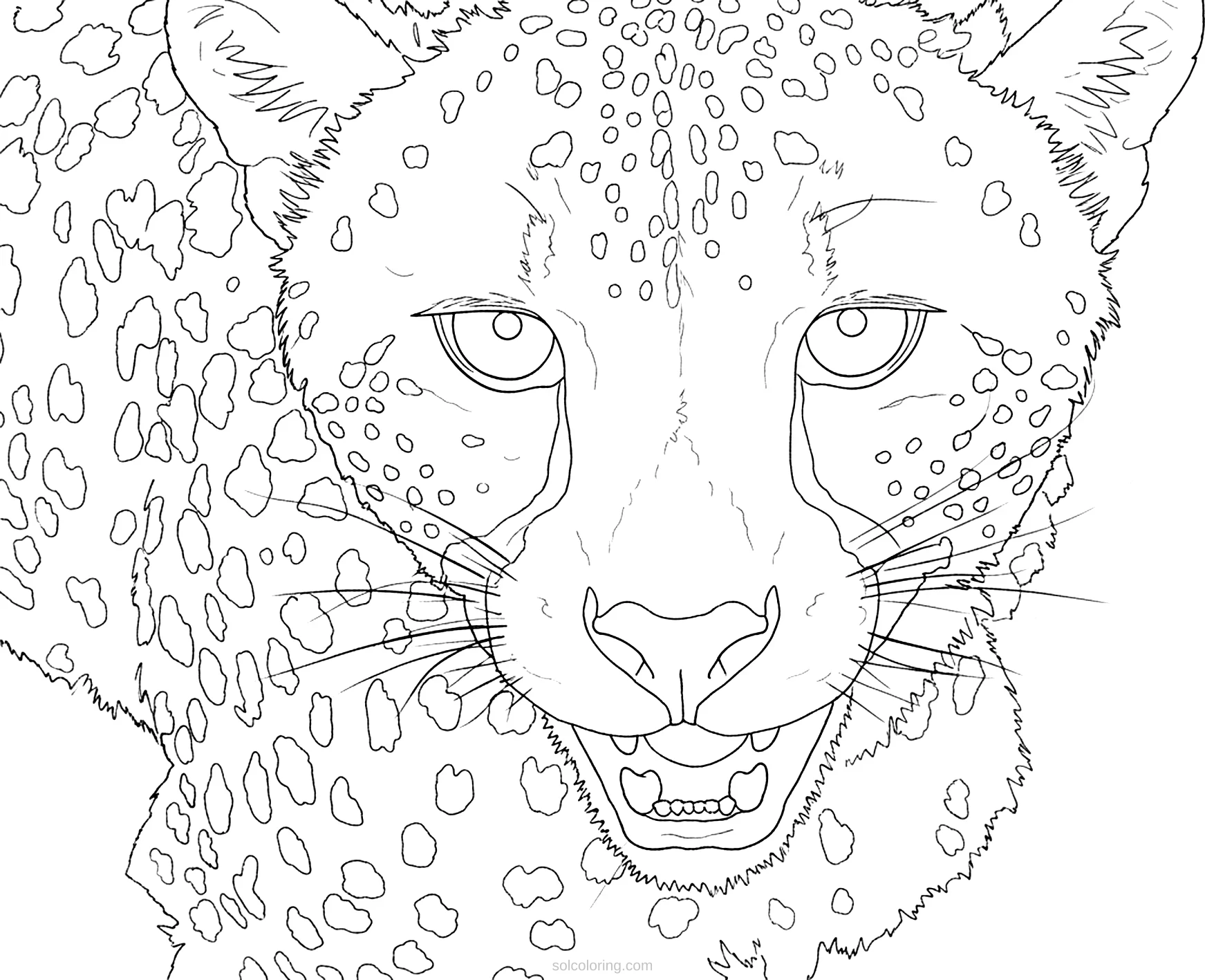 Cheetah coloring page for kids