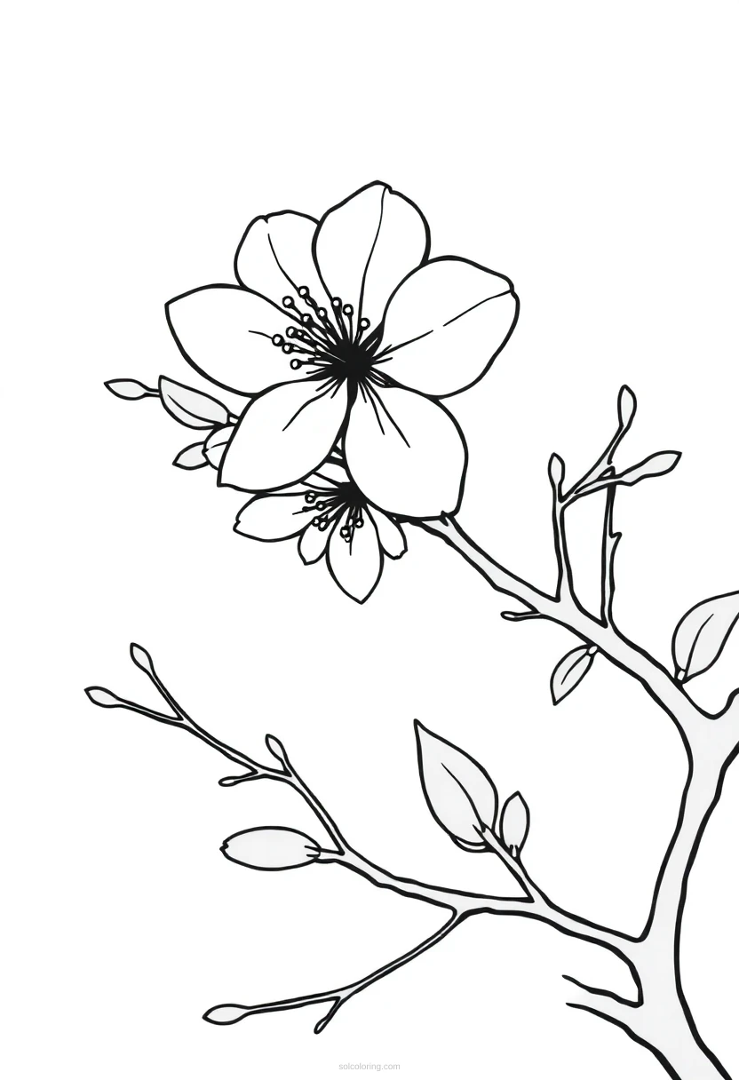 Cherry Blossom coloring page for kids