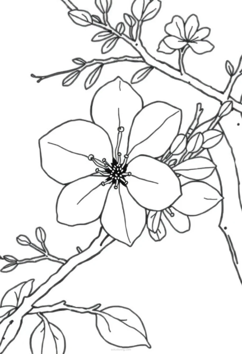 Cherry Blossom coloring page for kids