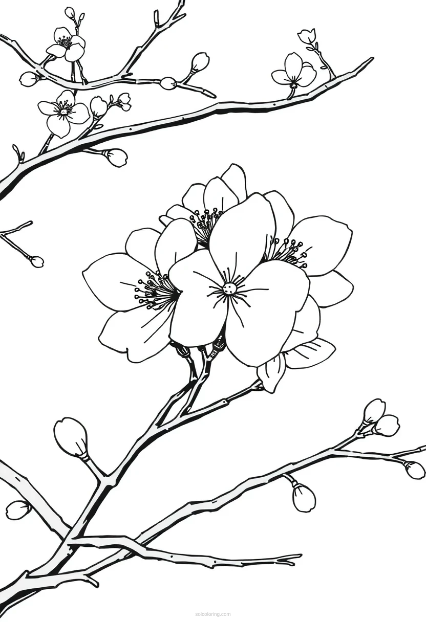 Cherry Blossom Mandala coloring pages