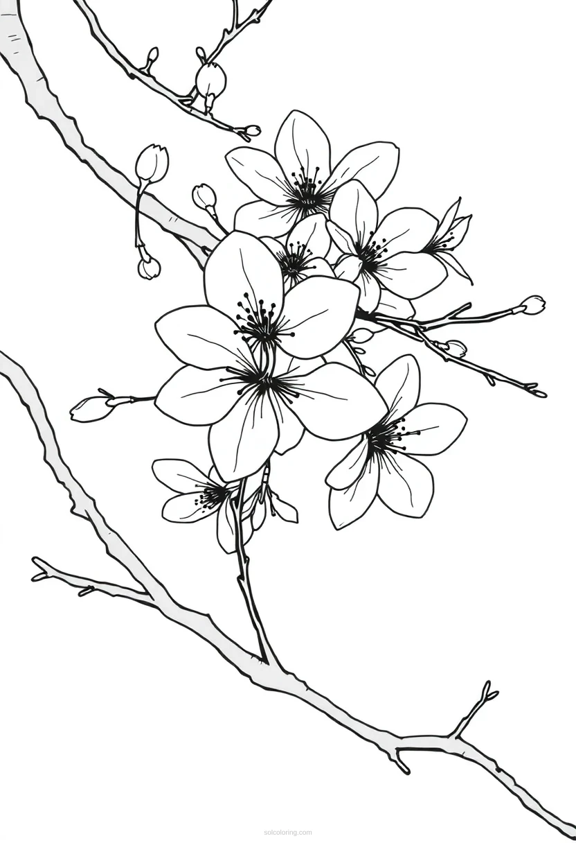 Cherry Blossom coloring page for kids