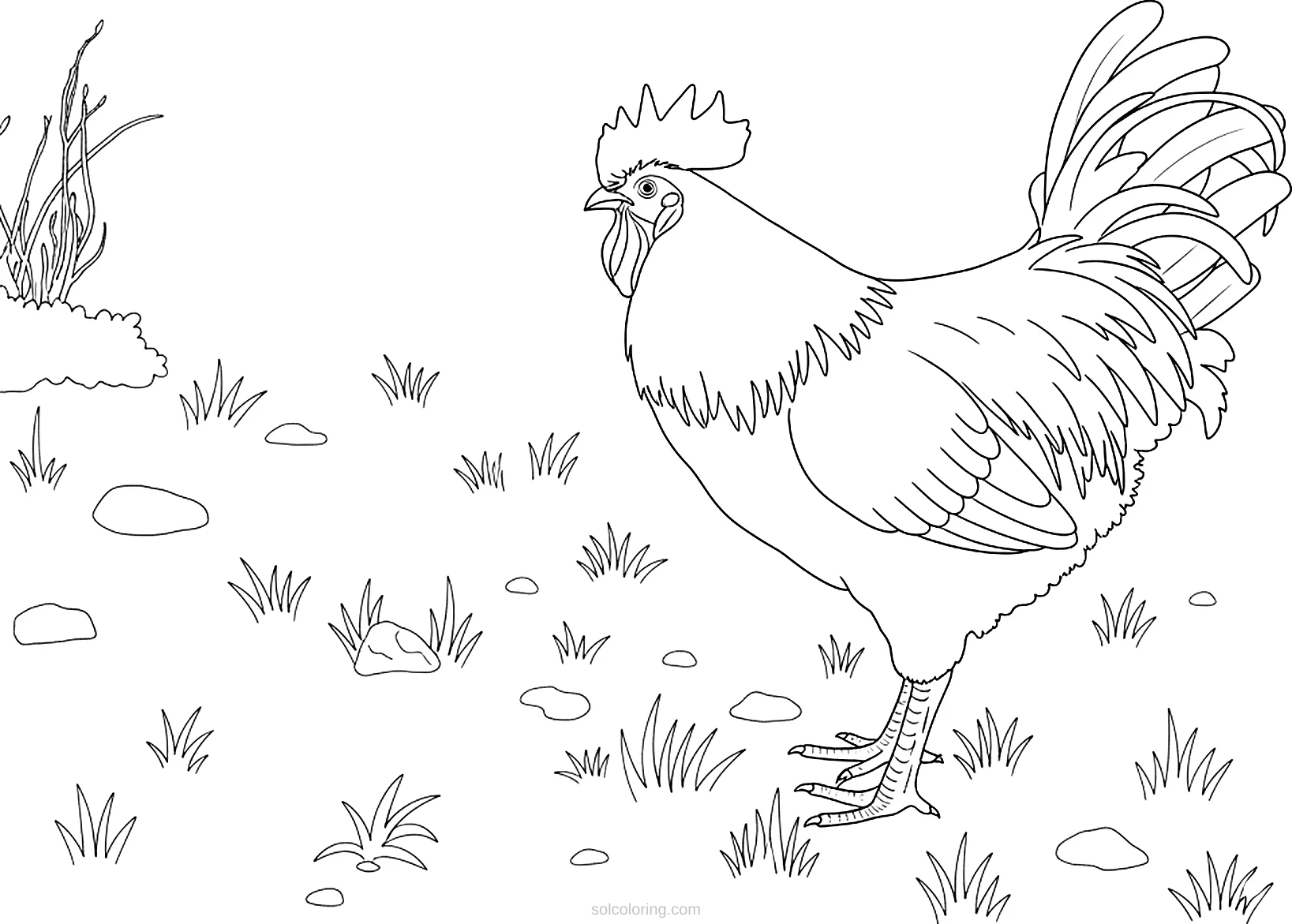 Chicken coloring page for kids