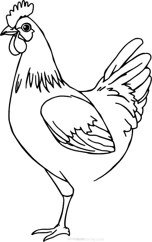 Chicken coloring page for kids