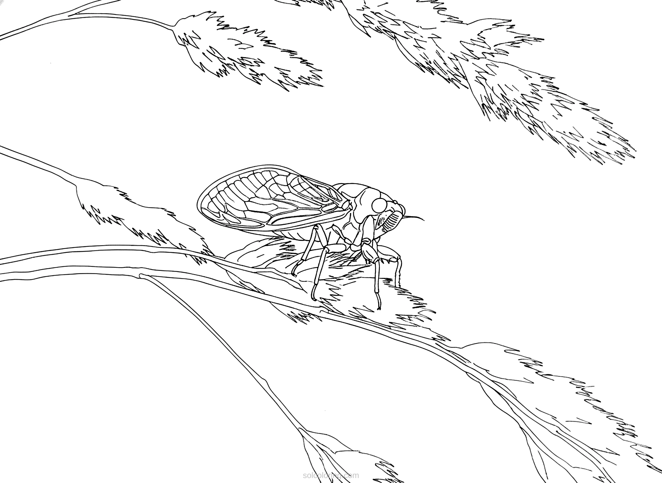 Cicada coloring page for kids