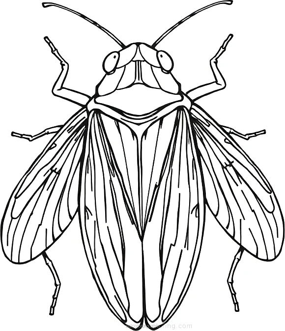 Cicada coloring page for kids