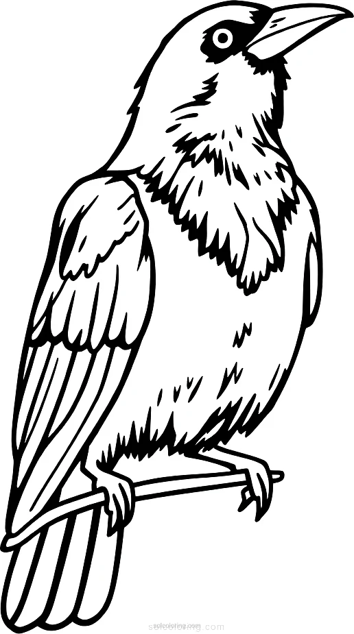 Crow coloring page for kids