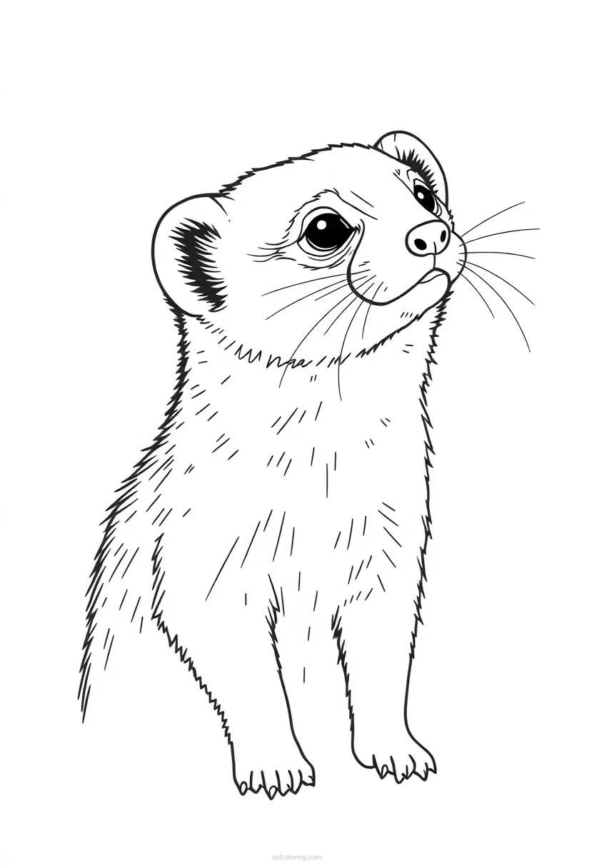 Curious Ferret coloring page for kids