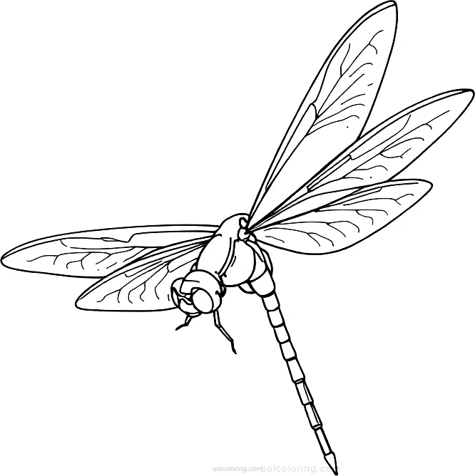 Dragonfly coloring page for kids