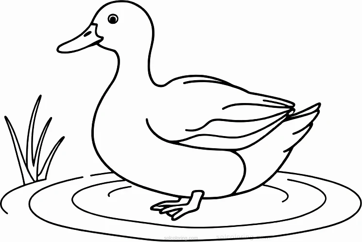 Duck on Pond coloring page for kids