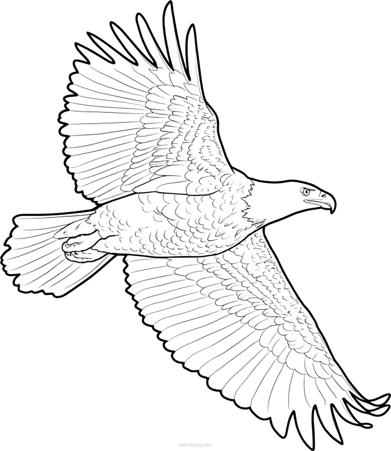 Eagle coloring page for kids