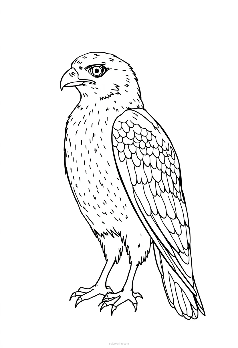Falcon coloring page for kids