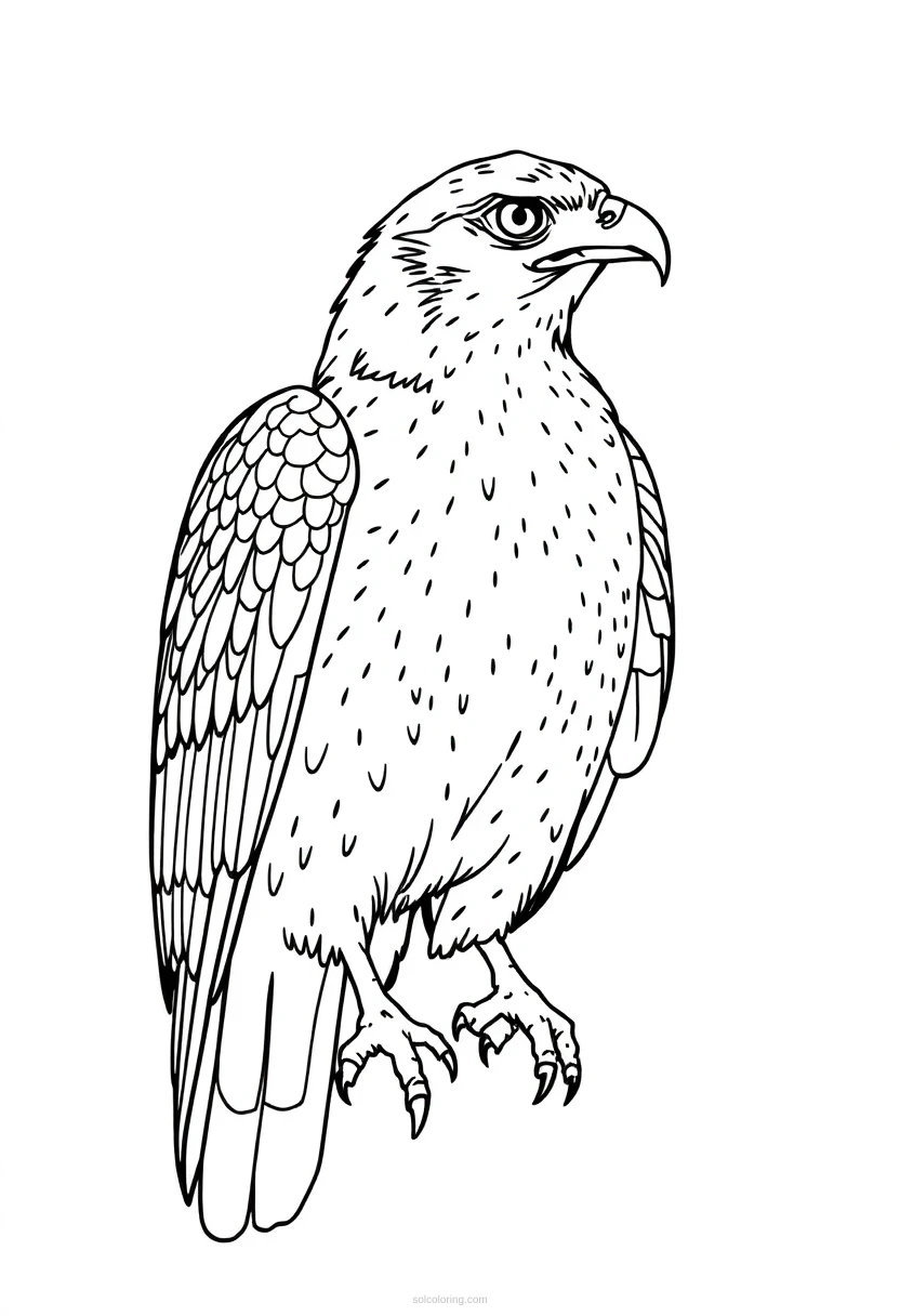 Falcon coloring page for kids