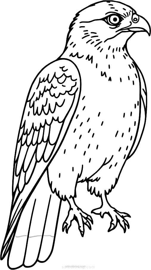 Falcon coloring page for kids