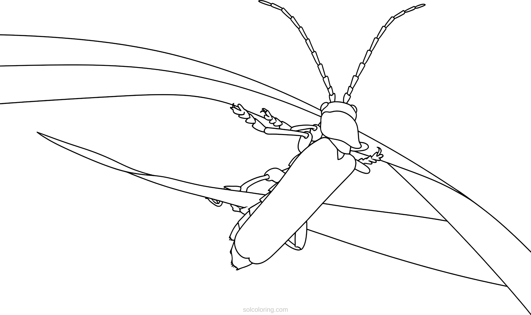 Firefly coloring page for kids