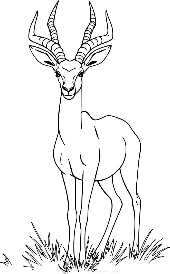 Gazelle coloring page for kids