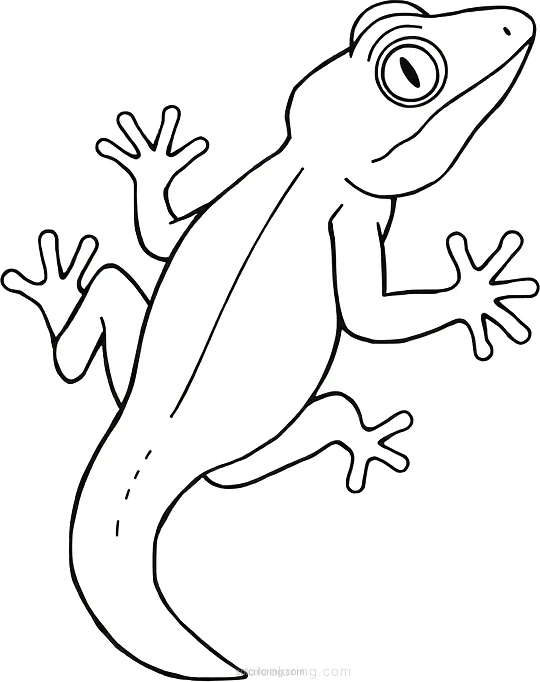 Gecko coloring page for kids