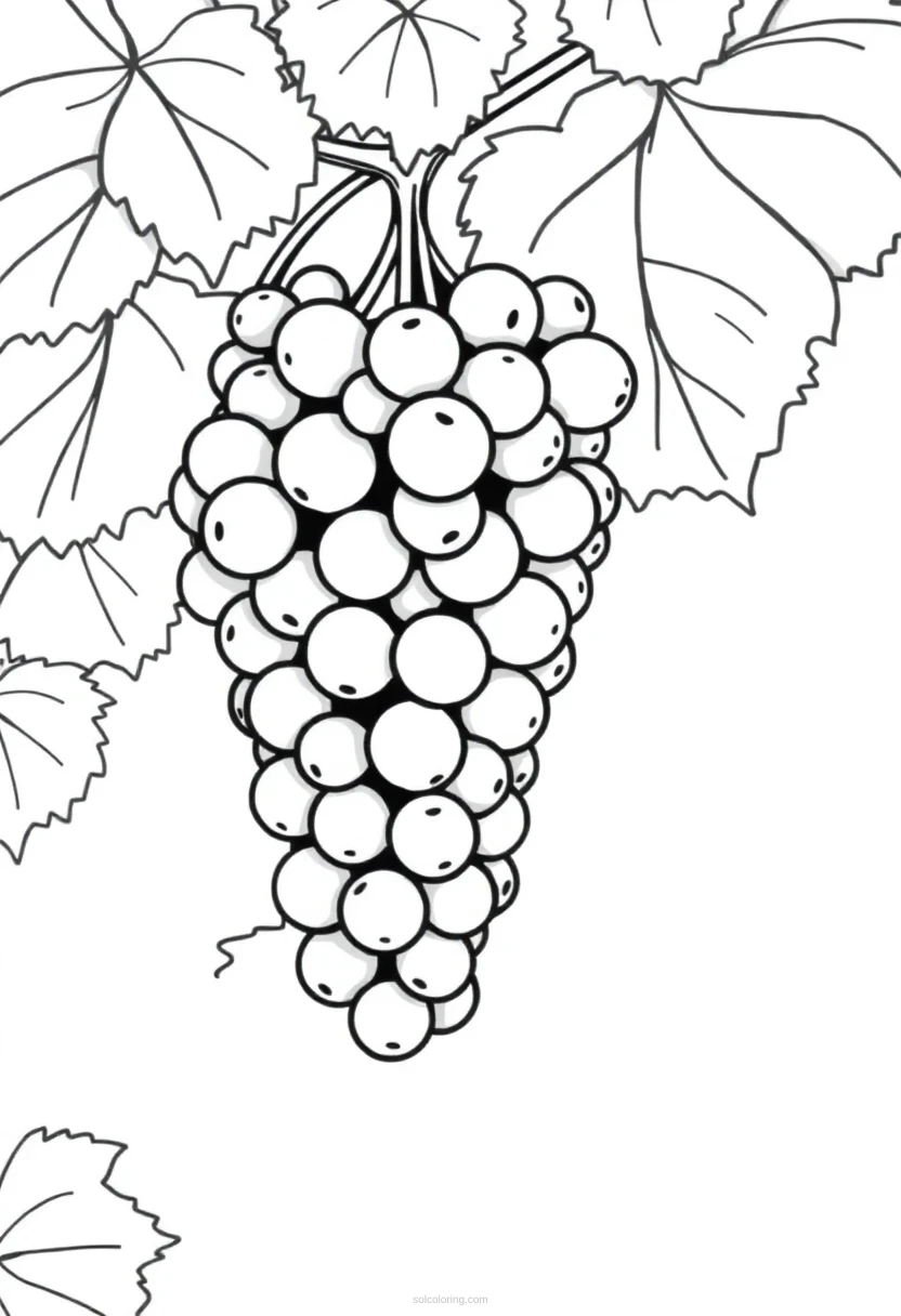 Grapes on Vine coloring page for kids