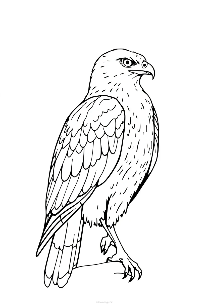 Hawk coloring page for kids