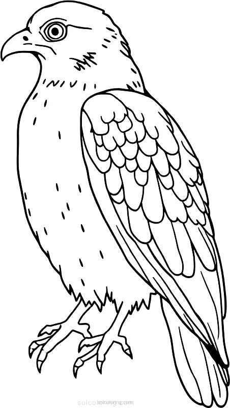 Hawk coloring page for kids