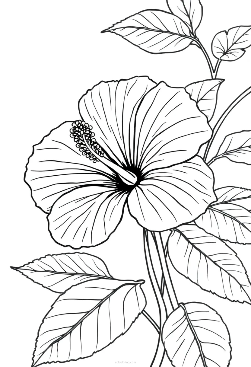 Hibiscus coloring page for kids