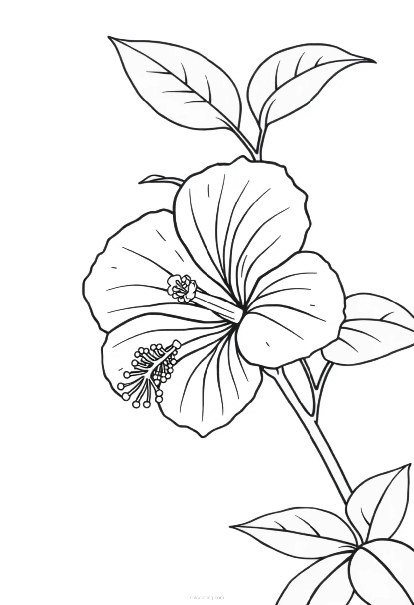 Hibiscus coloring page for kids