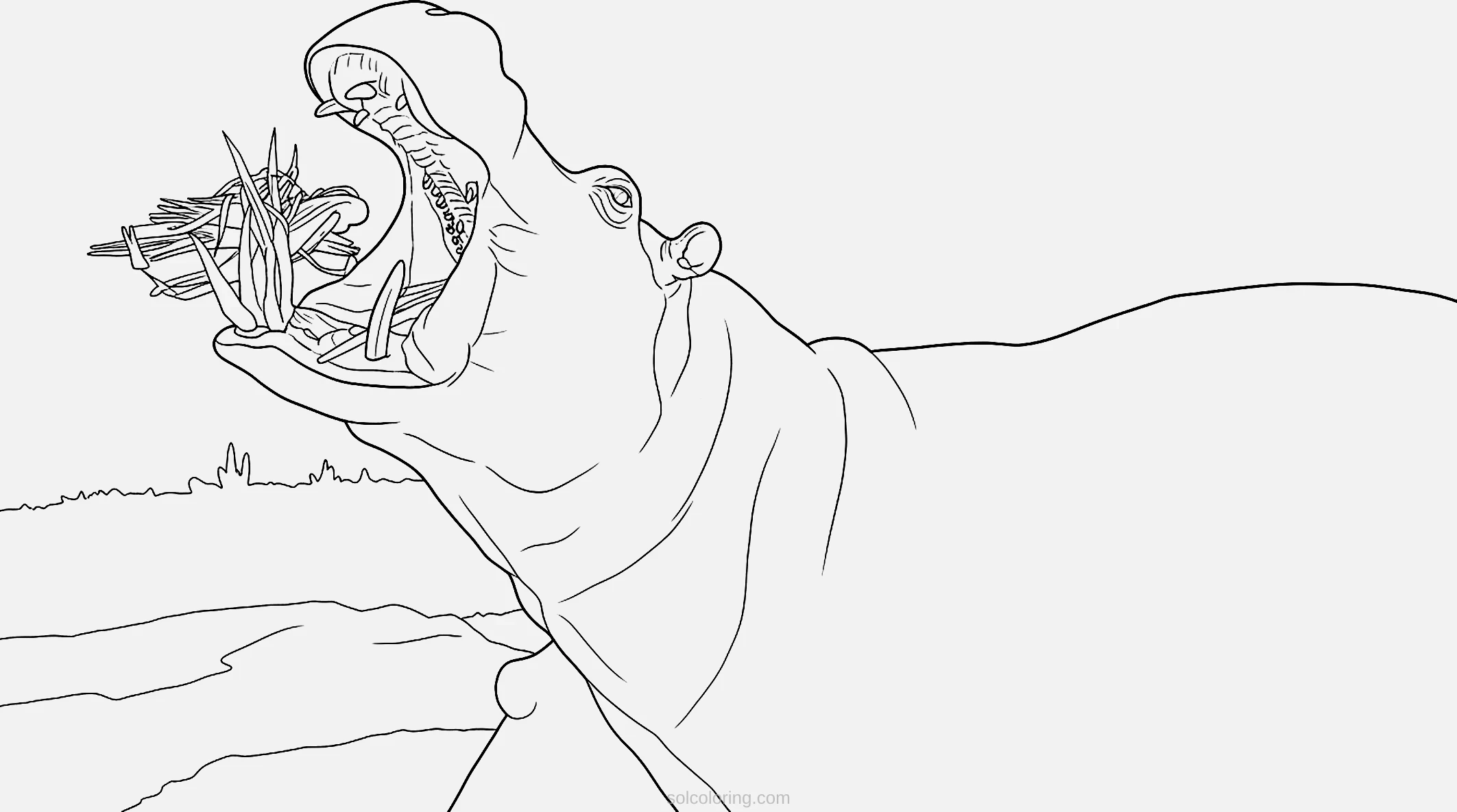 Hippopotamus coloring page for kids