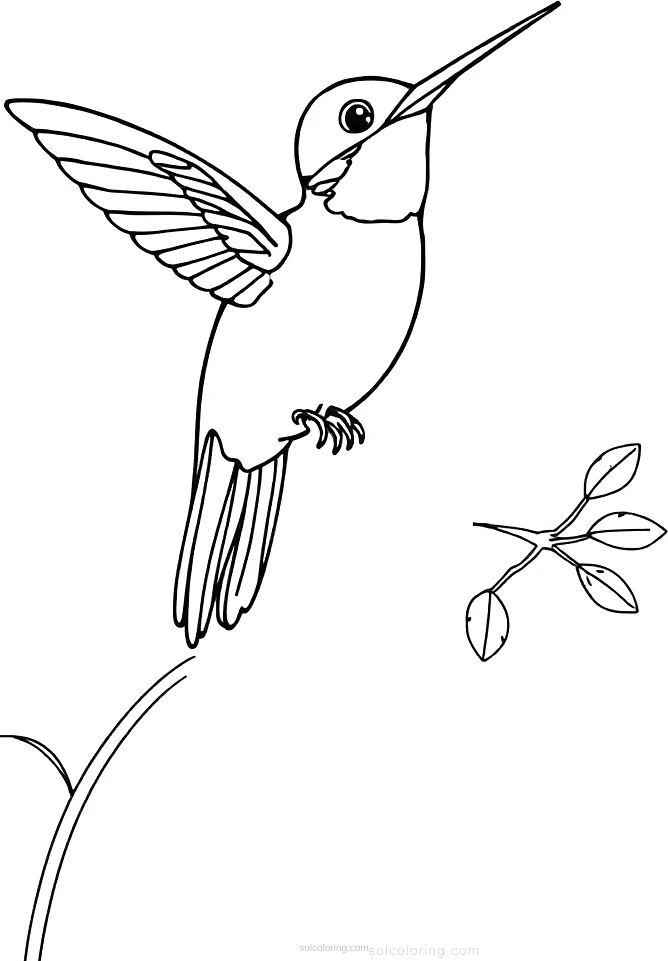 Hummingbird coloring page for kids