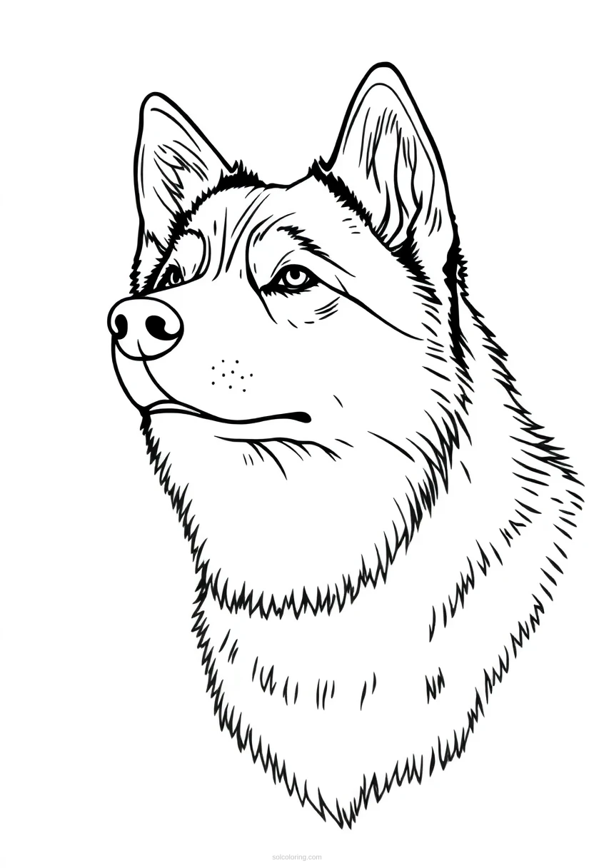 Husky coloring page for kids