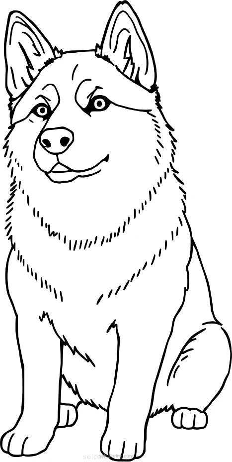 Husky coloring page for kids