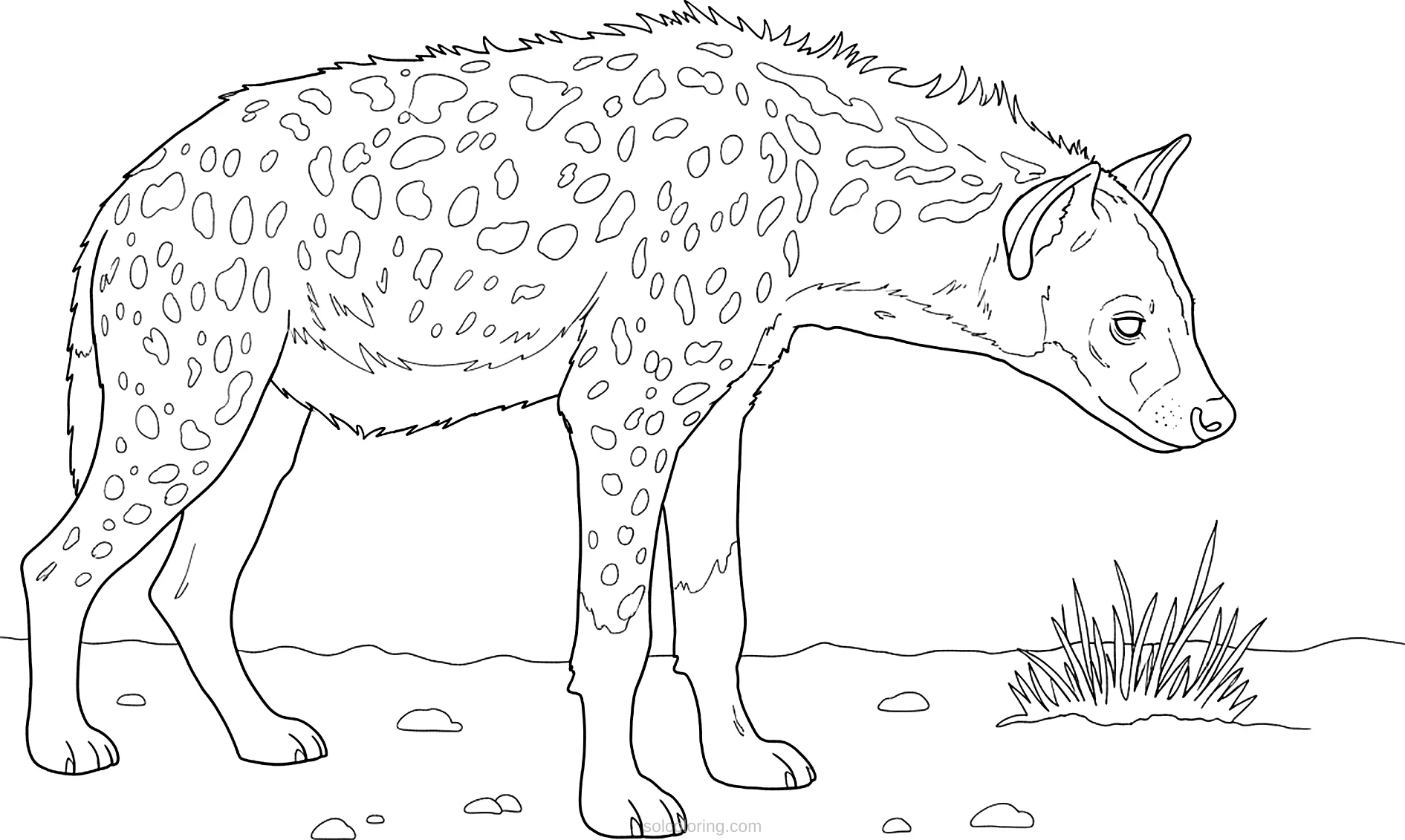 Hyena coloring page for kids