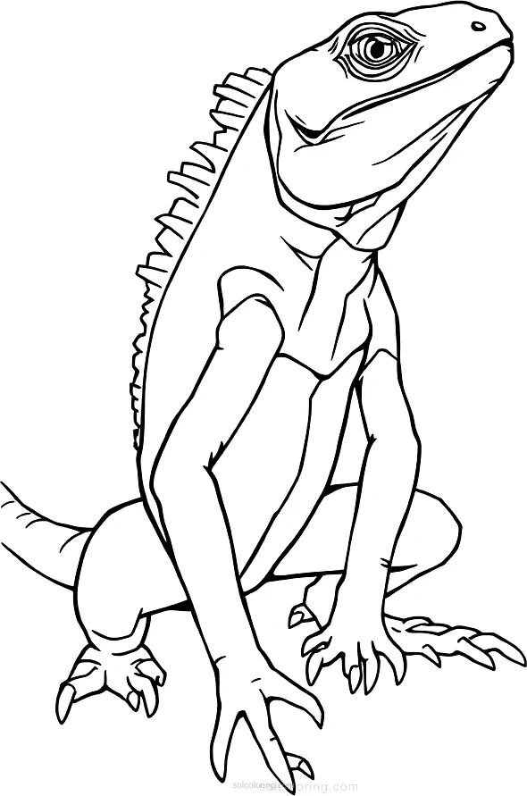 Iguana coloring page for kids